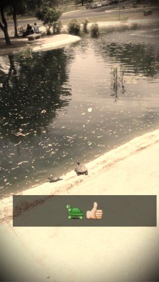 HallTalkApp's tweet photo. Turtles! Join in the moment follow your friends on HallTallk!  https://t.co/P1UbE45Fad http://t.co/ZeJYdHCXRX