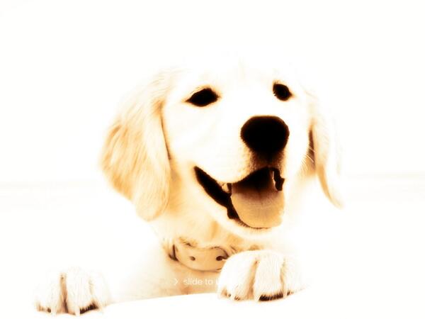 nassif_patrick's tweet photo. Who dose not want that dog SO CUTE! http://t.co/pWGbaqpVGj
