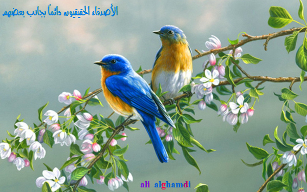 alialgamdy's tweet photo. الاصدقاء الحقيقيون دائماً يبقون بجانب بعضهم http://t.co/Q18tAwZwKv