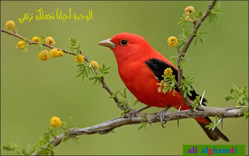 alialgamdy's tweet photo. الوحدة أحياناً تجعلك ترتقي http://t.co/Cxq6LqEwDk