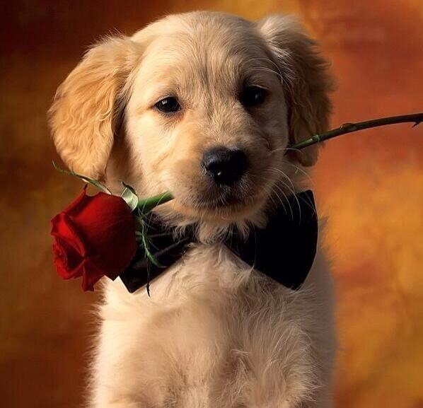 Donny Kurniawan tweet media