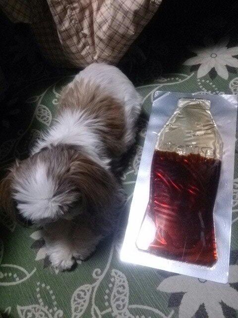 Cmj Sur Twitter 娘が買ってきました 笑 キンググミ キングコーラ グミ キングコーラグミ コーラグミ Kingcola Http T Co Y1atpwsktb