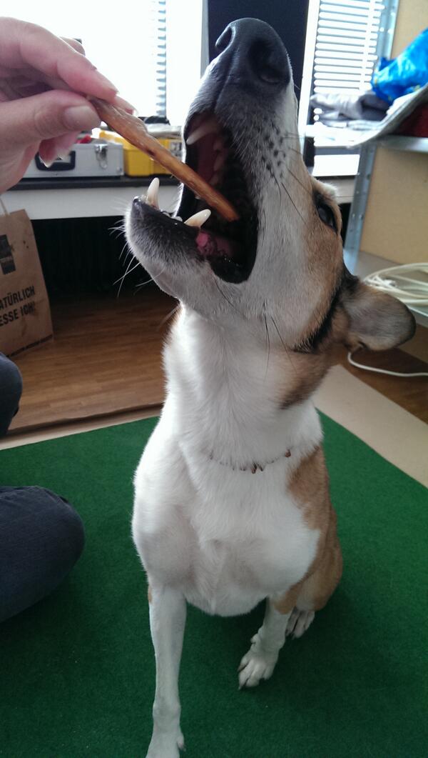 PepperGoldwolf's tweet photo. Willkommen Leckerli an @Nelly_The_Dog @Panda_Wuff @blue110511 @EddieMops!Mehr hier: http://t.co/yaitoVj9CB http://t.co/20Jz6labfQ