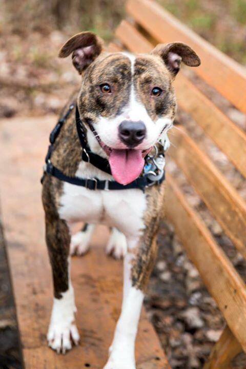 Sweet Sparky boy looking for a new home.  He is great with other dogs and cats! Come see him today!
