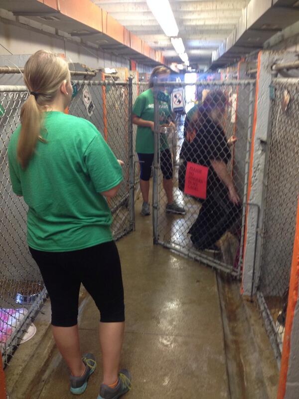 EanesISD's tweet photo. Westlake seniors volunteering @austinpetsalive for Senior Service Day. #iserveaustin http://t.co/ftW014o6X2