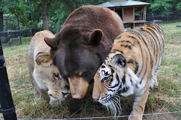 Amazing Friendship Between a Bear, Lion, and Tiger Who All Live Peacefully Together bit.ly/1oSlkFy