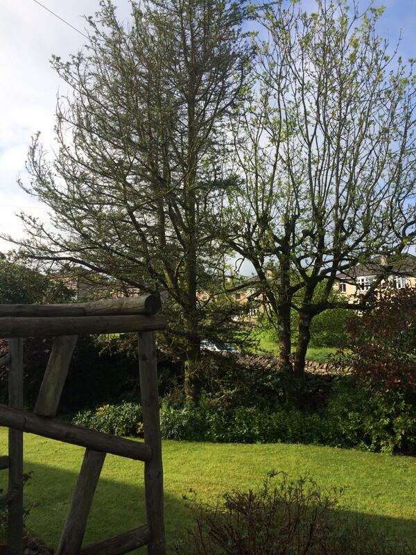 stephenwinkley's tweet photo. Cedar tree gone. Thanks to @pmhtreesurgeons. Very tidy job. Good work fellas. http://t.co/3VISI3Ea8R