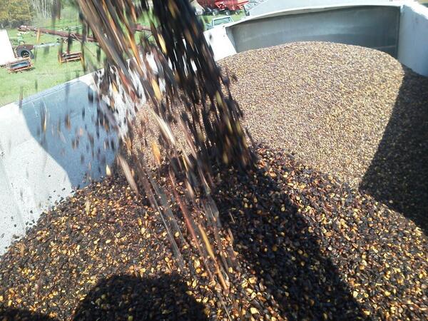 GoddessofGrain's tweet photo. Why you don't wait until conditions warm up to check your bins. Thank goodness for this producer it was less than 5k. http://t.co/SIhw6fXEn7