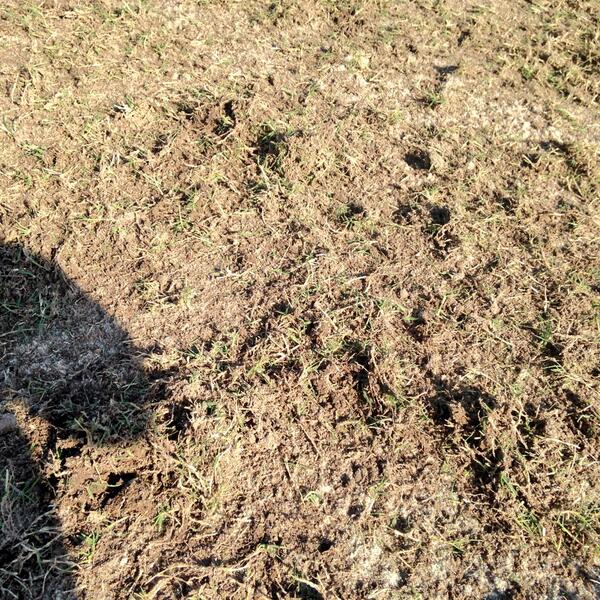 scox1120's tweet photo. Sprigs have arrived!!!! http://t.co/tdExzVCGaQ
