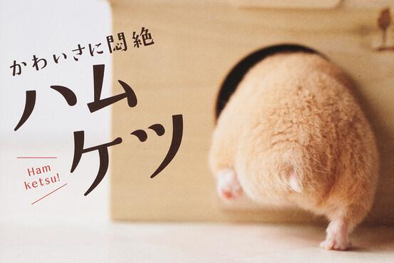 GPizzi's tweet photo. @pammyers310 So funny!!! 🐹 "@WSJAsia: Books of hamster rear ends are a hit in Japan: http://t.co/vDRbbvx3xn http://t.co/uFDt5vM2a0”