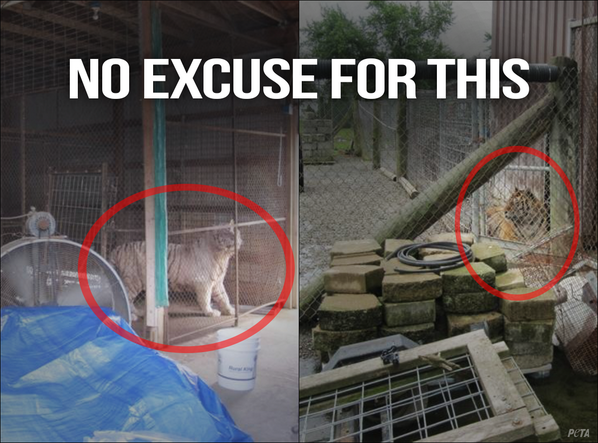 peta's tweet photo. No one should spend their life IN A CAGE. PERIOD.

RT if u agree &amp; help these Ohio tigers NOW: http://t.co/pUyNebC3gG http://t.co/ZUQqbIsfuL