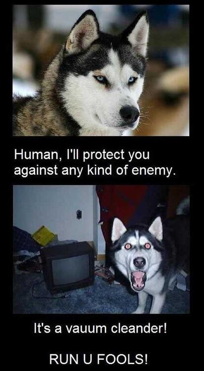 pchepeach's tweet image. #สุนัขเป็นสัตว์ปัญญาอ่อน 555555555555