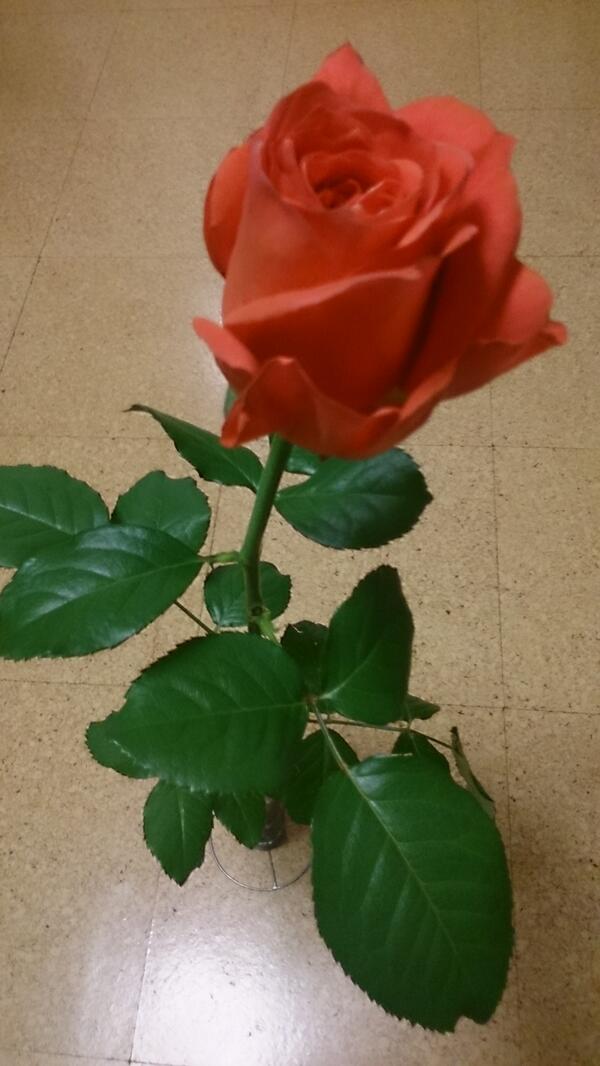 志位和夫 家に帰ると 久しぶりに 新しい薔薇 です 名前は パーシモン レッドに近い鮮やかなオレンジ スッくと伸びた茎に毅然と花が咲いています 香りは典型的な薔薇の香りです 350円とのこと 薔薇はたった一輪でもたっぷり楽しめます Http T Co