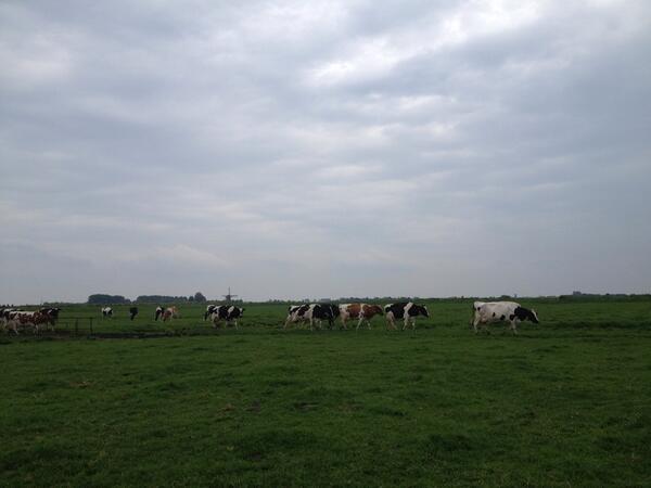 MarijePoel's tweet photo. Koeien uit het land halen! Kaasmaken van melk van koeien die buiten lopen is de lekkerste kaas!! http://t.co/FOLE2zelf7