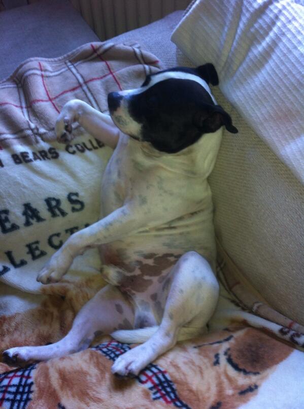 SteveBarracudda's tweet photo. @Staffie_Lovers it's a hard dogs life woof http://t.co/uWxsey6MqB