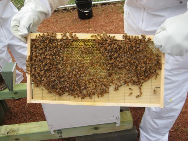 NPMSBeeProject's tweet photo. Bees are in and the Queen is laying.  Comb on both hives is full of eggs, larvae, some honey and a little pollen. http://t.co/kJR69ksxEF
