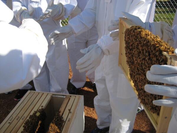 NPMSBeeProject's tweet photo. Bees are in and the Queen is laying.  Comb on both hives is full of eggs, larvae, some honey and a little pollen. http://t.co/kJR69ksxEF