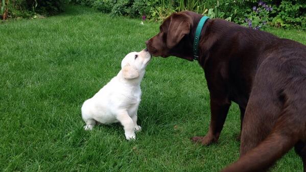 corstorphinee's tweet photo. cuties🙈 http://t.co/VqYHcp21bz