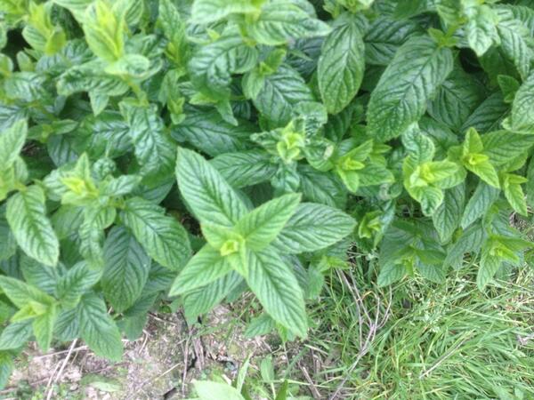 David Catt and sons tweet media