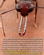 ayid tweet media