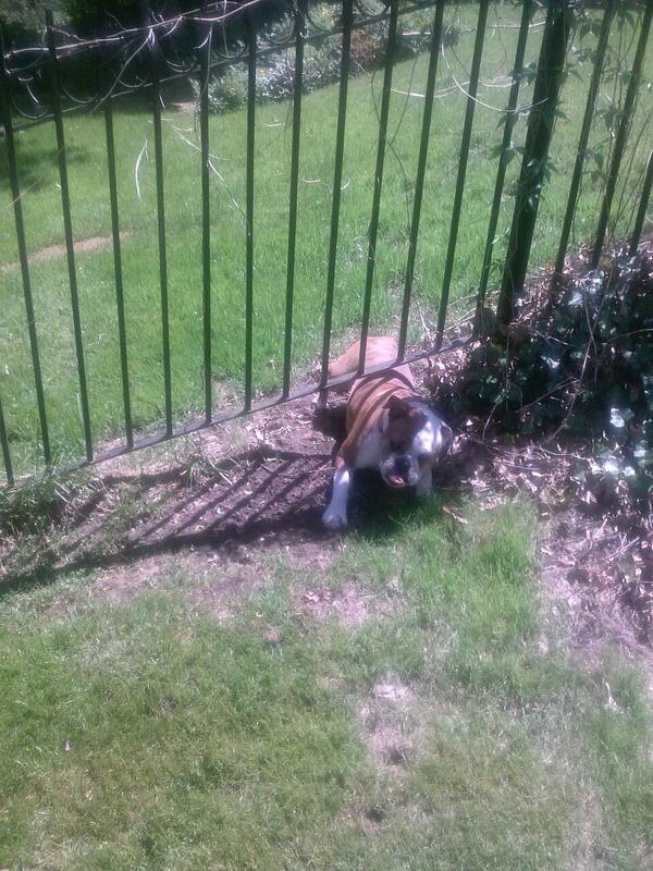 SCWrinklepuss's tweet photo. Stuck trying to crawl under the pool fence!  Oh man... I've really gotta loose those last five pounds. http://t.co/hJN06EiLuz