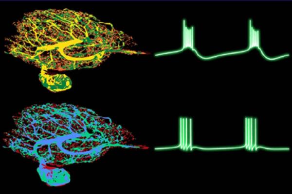 Neuroscience's Grand Question neurosciencenews.com/theoretical-ne… #neuroscience