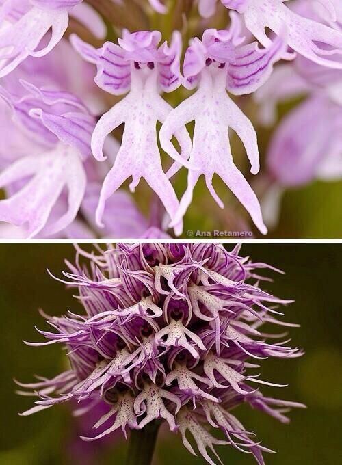 Flowers That Look Like Men