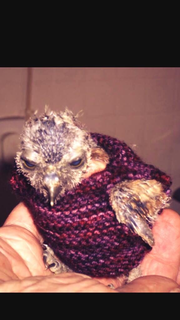 rickygervais's tweet photo. Tonight's #derek deals with the beauty of friends, family &amp; pets. This little guy is dressed for the occasion http://t.co/jxYqeTGl2Z