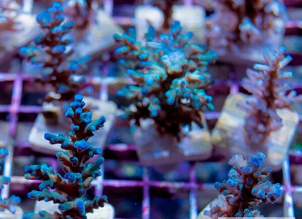 Truebluereefs tweet picture
