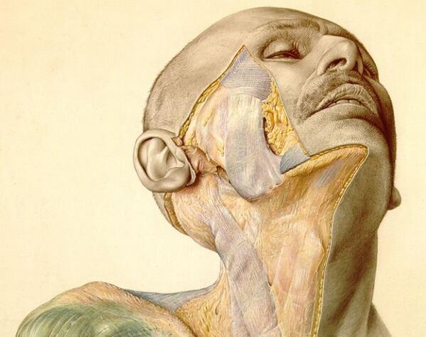 materia_ciencia's tweet photo. Algunos de los mejores atlas de Anatomía se hicieron con víctimas del Holocausto, como este: http://t.co/3ZAjgQKJX0 http://t.co/aHbhiX2PJh