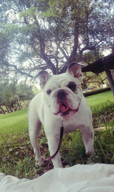 BenjiDotCom's tweet photo. Day off with my love and our daughter here at the park Lol 🐶 http://t.co/e34MiwcSbZ
