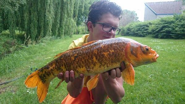 LittlePascal's tweet image. vandaag men eerste koi gevangen met een vlok en men mattie ook een koi 2 kois op 1 dag is gewoon  fantastisch