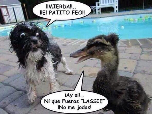 mishellfox's tweet photo. un poco de humor jajaja #MiercolesDeGanarSeguidores http://t.co/mnJqIBtFuP