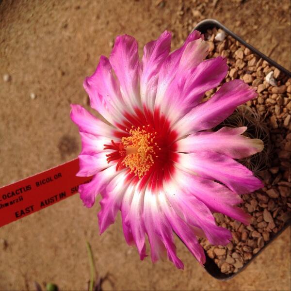 easucculents's tweet photo. Cactus are truly amazing. http://t.co/vXz7agsHrm