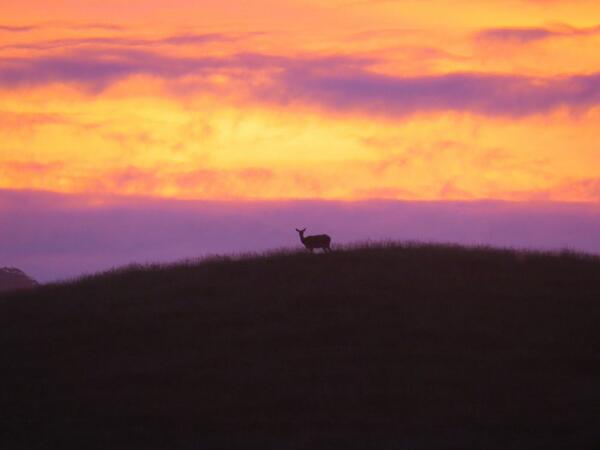 PoronuiNZ's tweet photo. 'Heaven on Earth Day'
Snaps taken during dinner at the Lodge http://t.co/OVNbuPsWL8