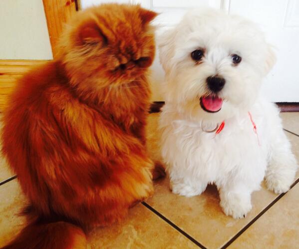 pamelap05's tweet photo. Toto &amp; puffing #fluffy #puppylove #persian #maltese http://t.co/Radgf1qDna