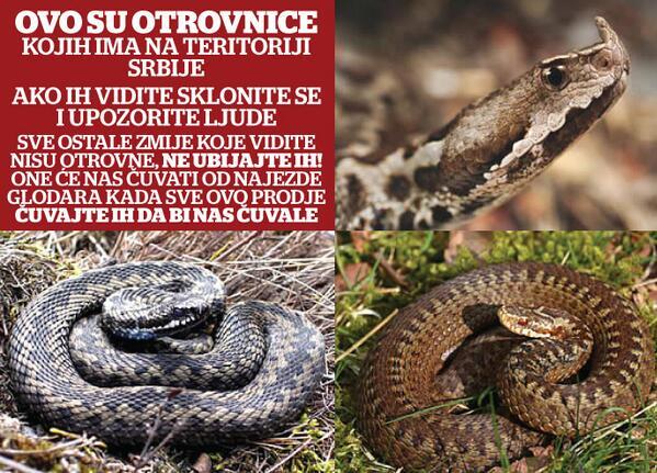 VladanBa's tweet photo. Podijelite informacije kako prepoznati zmije nakon poplava! 
http://t.co/LWsBbTdg4T #zmije #poplave http://t.co/DshqyWumpg