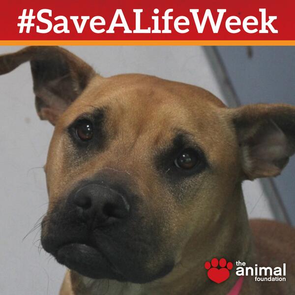 animalfndlv's tweet photo. Adopted! RT @animalfndlv: She sits. She shakes. She loves other dogs.Adopt Constance! #SaveALifeWeek http://t.co/H64WFQ8Zyu