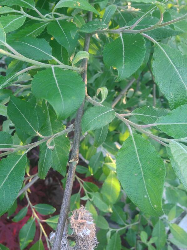 Celynentwitcher's tweet photo. @TreeSurveyors @TreeSurgeons_UK do you know what tree this is in my garden?? http://t.co/PaN3xx6ELK