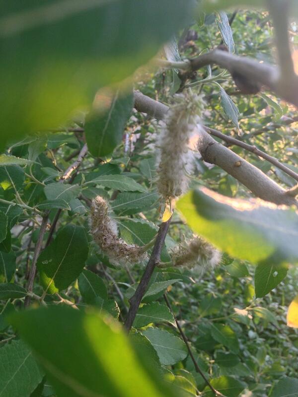 Celynentwitcher's tweet photo. @TreeSurveyors @TreeSurgeons_UK do you know what tree this is in my garden?? http://t.co/PaN3xx6ELK