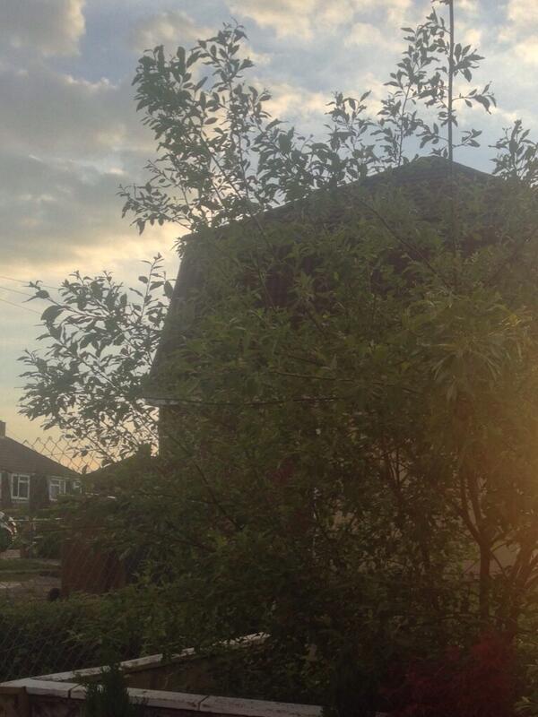 Celynentwitcher's tweet photo. @TreeSurveyors @TreeSurgeons_UK do you know what tree this is in my garden?? http://t.co/PaN3xx6ELK