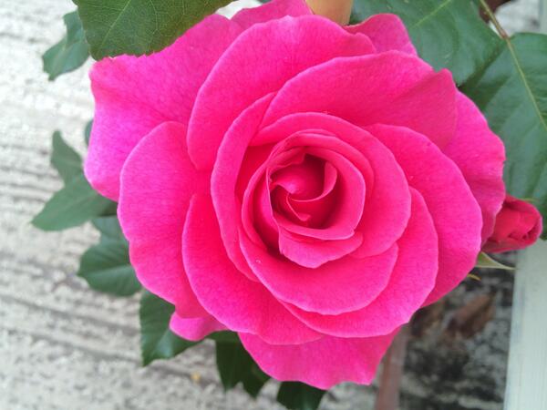 MillLaneFarm's tweet photo. English Rose glam up your garden. http://t.co/RzgibLMQY0