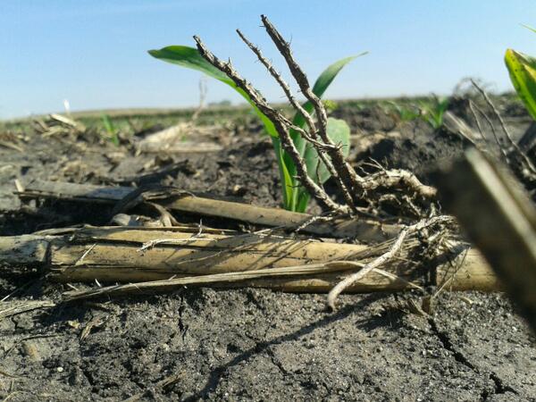 puzzer69's tweet image. Any #Bayer folks or previous #capreno users know if this is a good spot to start spraying and make it through canopy