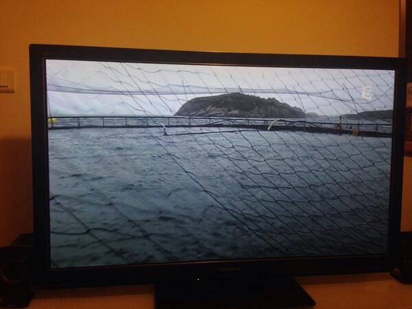On attaque la partie intéressante dans la fabrication des #sushis : l'élevage du saumon #france5