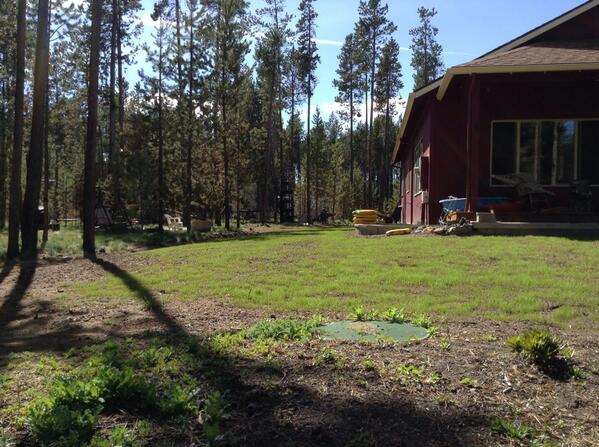 JohnTurbyne's tweet image. #ItsHere can finally sit and #WatchTheGrassGrow