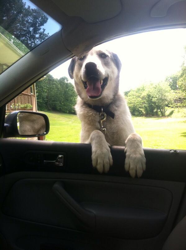 KPatterson41's tweet image. How he acts when I get home(: #mysweetbaby #husky