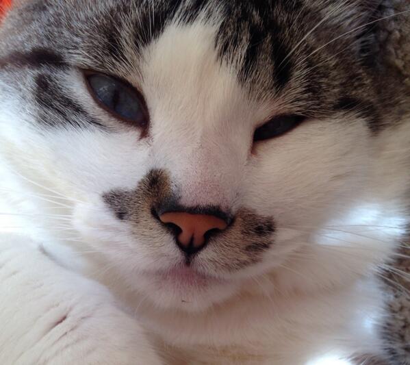 hugo4de's tweet photo. New Storify Post http://t.co/63zkIw6zWz http://t.co/wexhtghDXc