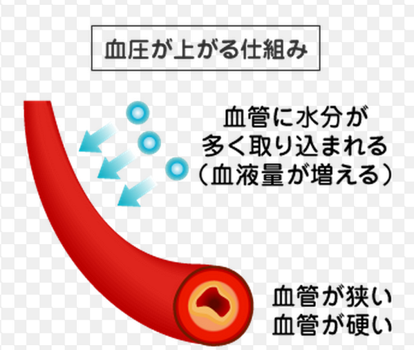 ゴロ 解剖生理イラスト 血圧が上がる仕組み Http T Co U7zinpdpra