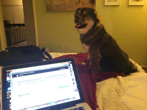 LexieBlogic's tweet image. Making calls for @eromero760 because every puppy vote counts. #liz4rcoe #GOTV