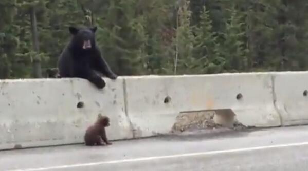 globeandmail's tweet photo. Popular video today: Watch this mama bear save her cub on a B.C. highway http://t.co/qDNtkRL4Ju http://t.co/iKymTP47CX